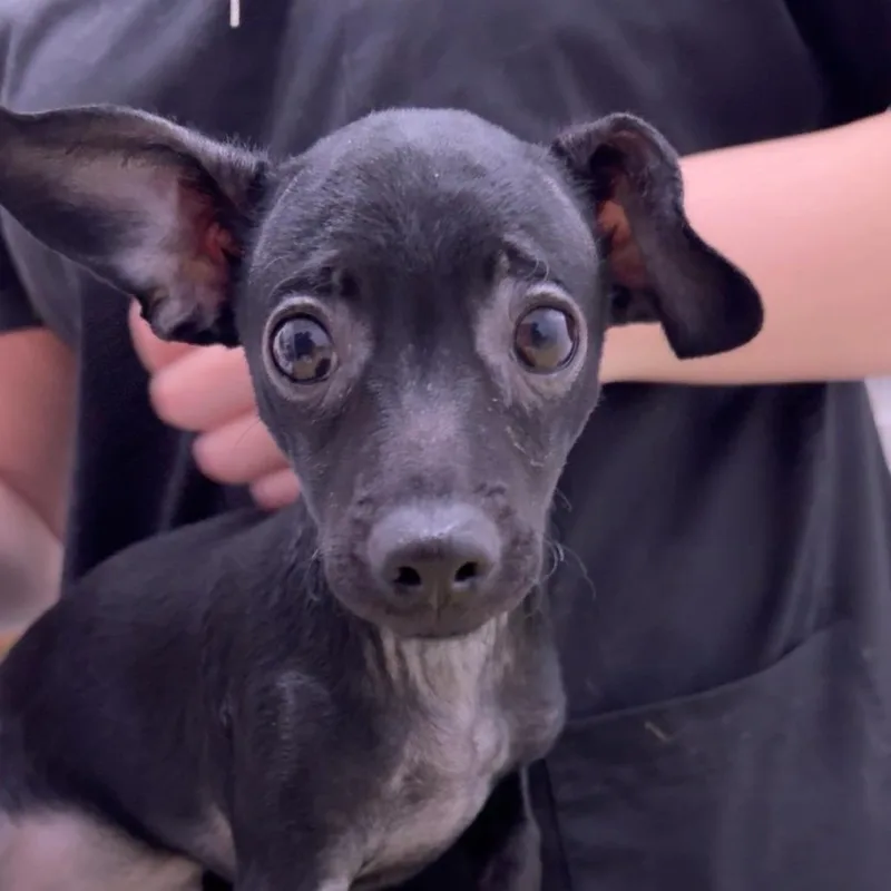 A baby small-sized female Dachshund dog named Tinker Bell for adoption in Chico, CA