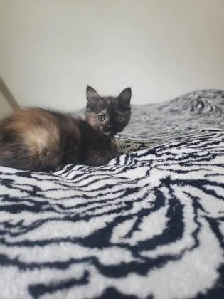 A baby small-sized female Domestic Short Hair cat named Moofin for adoption in Seattle, WA