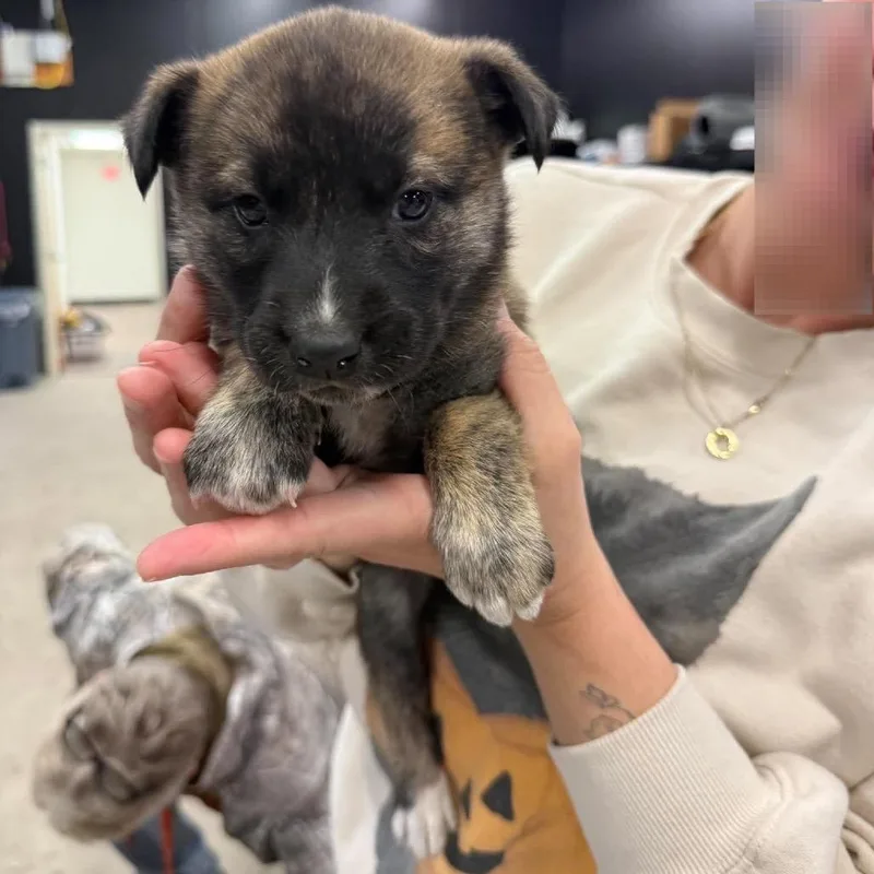 A baby small-sized female Brown / Chocolate Mixed Breed dog named Mt Olive for adoption in Buffalo, MN