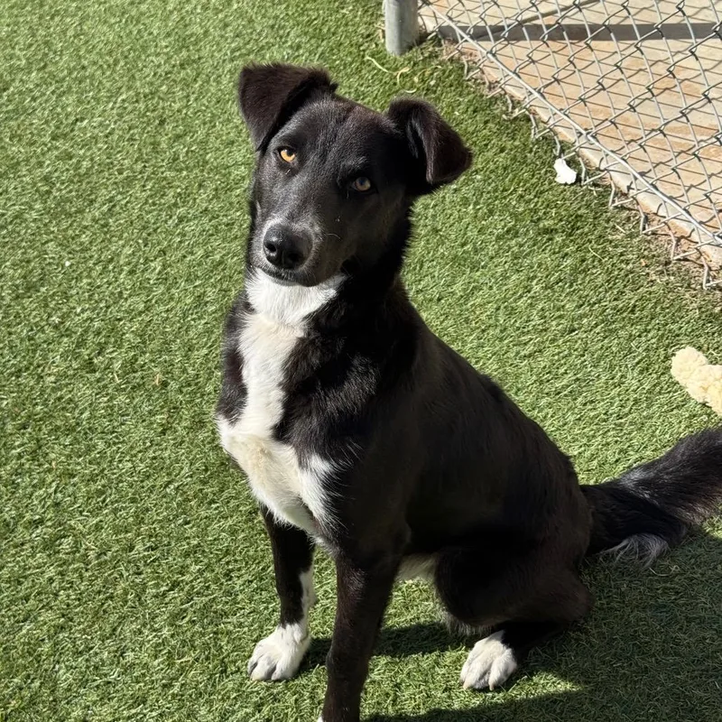 A young medium-sized male Black Border Collie dog named Atlas for adoption in Santa Barbara, CA