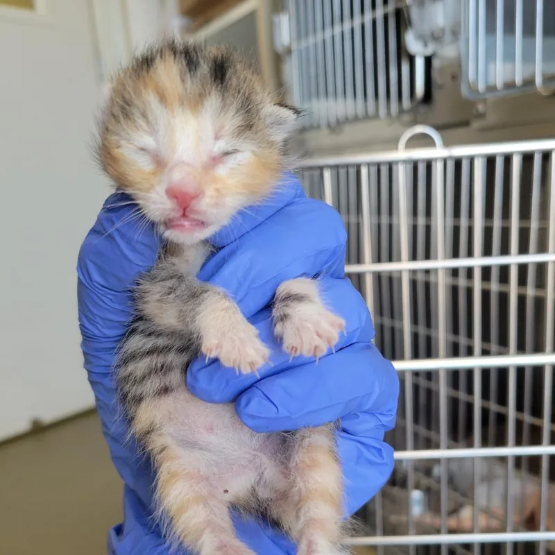 A baby small-sized female Torbie Domestic Short Hair cat named Maple for adoption in Westminster, CA