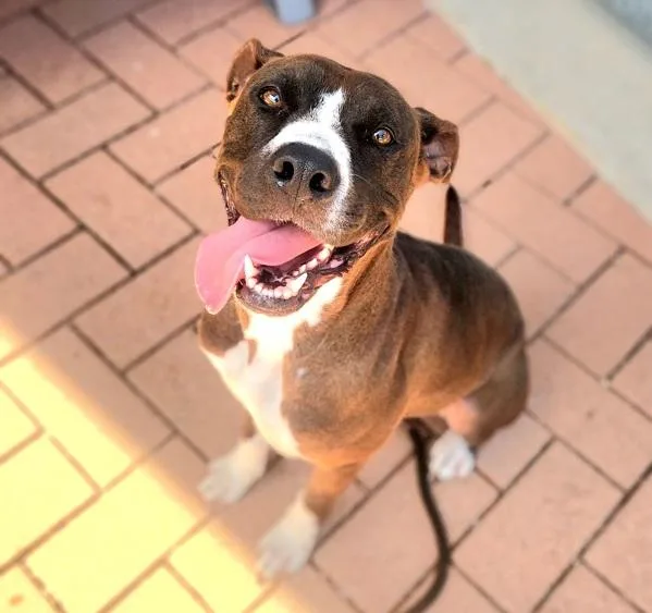 An adult large-sized female Mixed Breed dog named Raya for adoption in Austin, TX