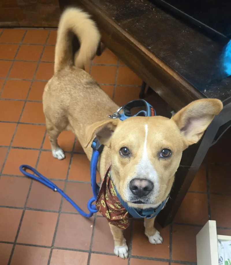 An adult medium-sized male Yellow / Tan / Blond / Fawn Mixed Breed dog named Chucky for adoption in Nogales, AZ