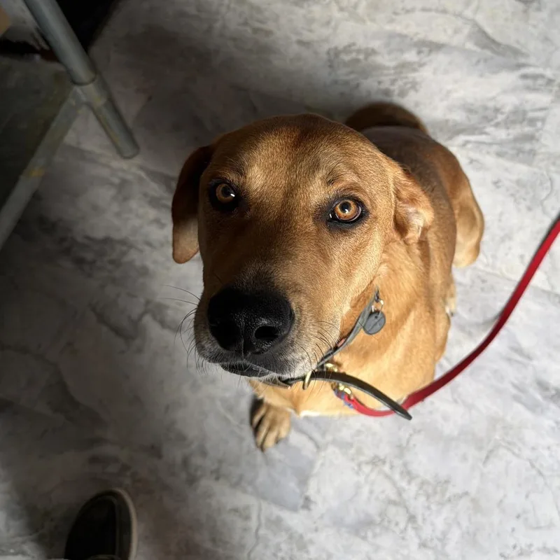 An adult medium-sized male Brown / Chocolate Mixed Breed dog named Duke for adoption in Oak Hill, WV