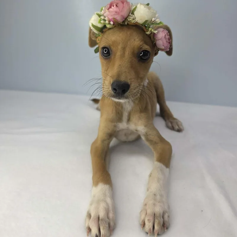 A baby small-sized female Golden Rat Terrier dog named Tabbi for adoption in Foley, AL