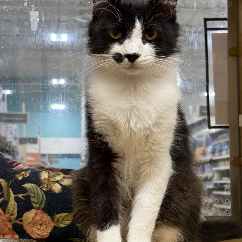An adult small-sized male Black Domestic Medium Hair cat named Dorrito for adoption in Los Angeles, CA