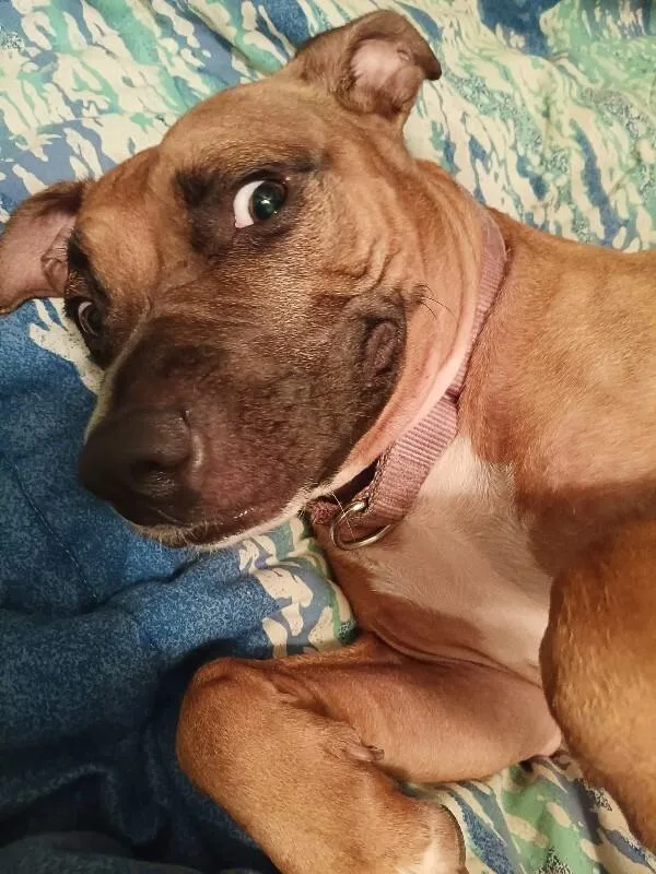 An adult large-sized male Brown / Chocolate Mixed Breed dog named Tap Dance for adoption in Cincinnati, OH