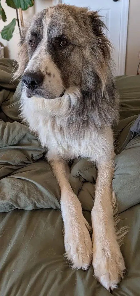 Stanley