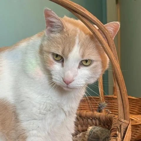 A senior small-sized female Cream / Ivory Domestic Short Hair cat named Minnie for adoption in Chippewa Falls, WI