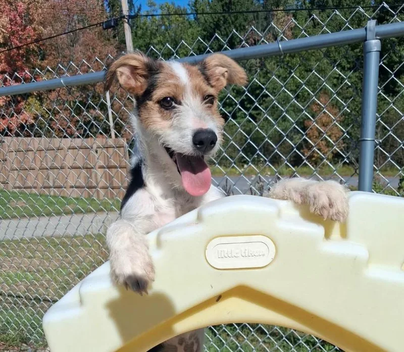 A baby small-sized female Terrier dog named Phoenix for adoption in Gorham, ME