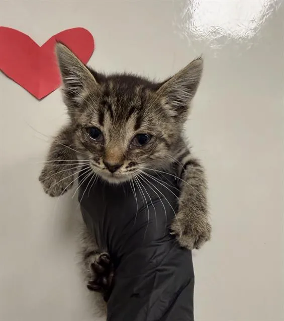 A baby small-sized female Domestic Short Hair cat named Rue for adoption in Ontario, CA