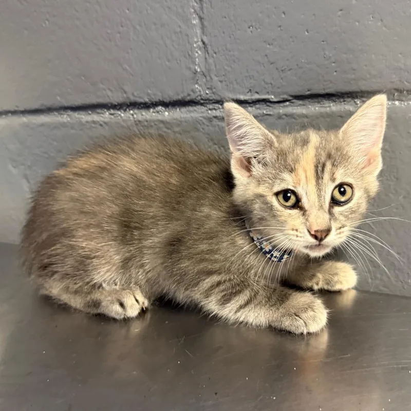 A baby small-sized female Gray / Blue / Silver Domestic Short Hair cat named Quiche for adoption in Pasadena , MD