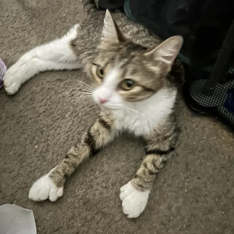 Thumbs