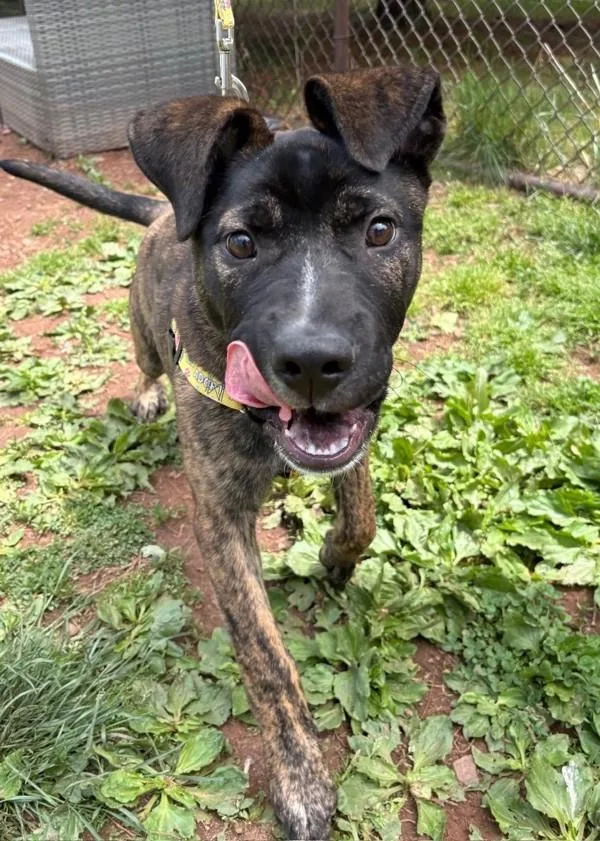 A baby medium-sized male German Shepherd Dog dog named Marble for adoption in Skillman, NJ