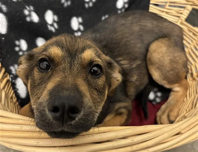 A baby small-sized female Labrador Retriever dog named Sweetheart for adoption in Rosenberg, TX