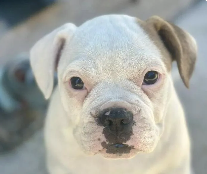 A baby medium-sized male French Bulldog dog named Simon for adoption in San Ramon, CA