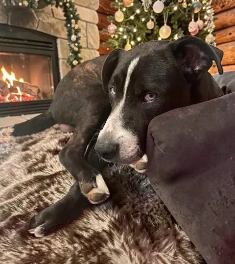 An adult large-sized male Black Labrador Retriever dog named Cole for adoption in Ventura, CA