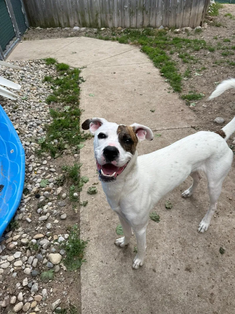 Rufus