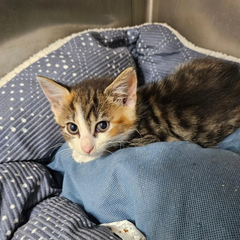 A baby small-sized female Torbie Domestic Short Hair cat named Stellar for adoption in Pasadena , MD