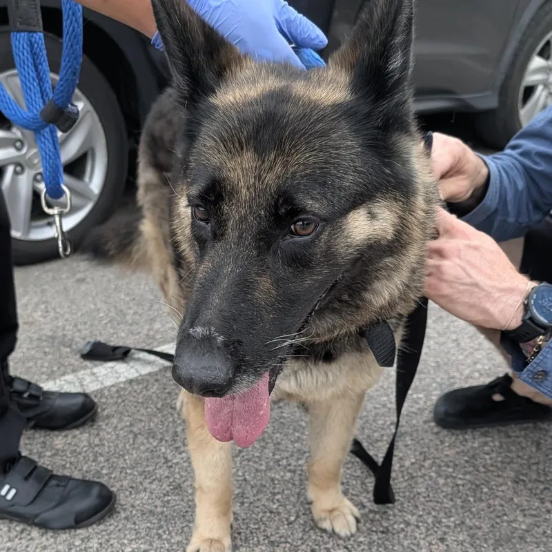 An adult medium-sized female Brown / Chocolate Shepherd dog named Mala for adoption in Philadelphia, PA