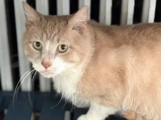 A young medium-sized male Buff & White Domestic Short Hair cat named Daniel for adoption in Philadelphia, PA