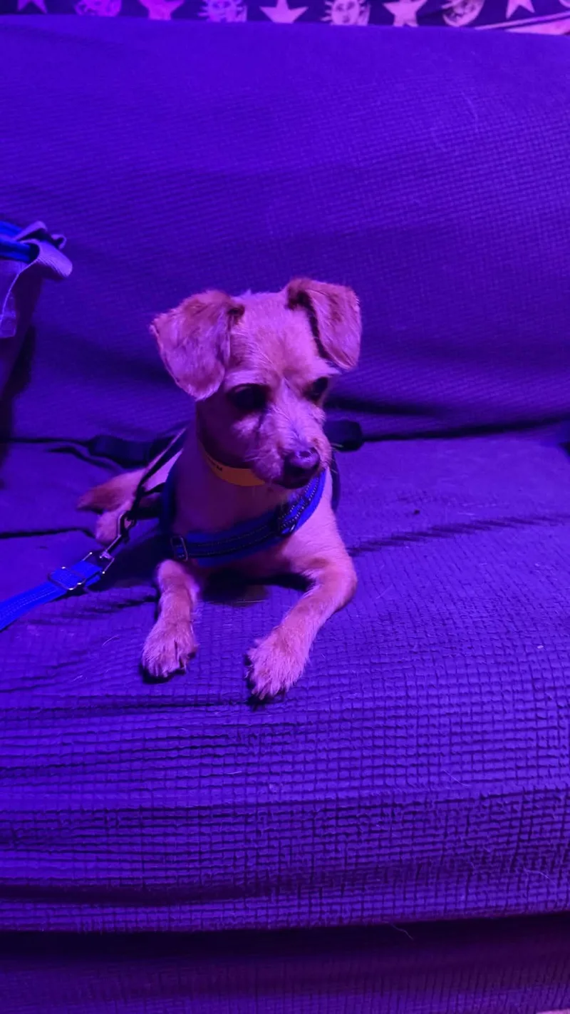 An adult small-sized male Chihuahua dog named Rascal for adoption in Shawnee Mission, KS