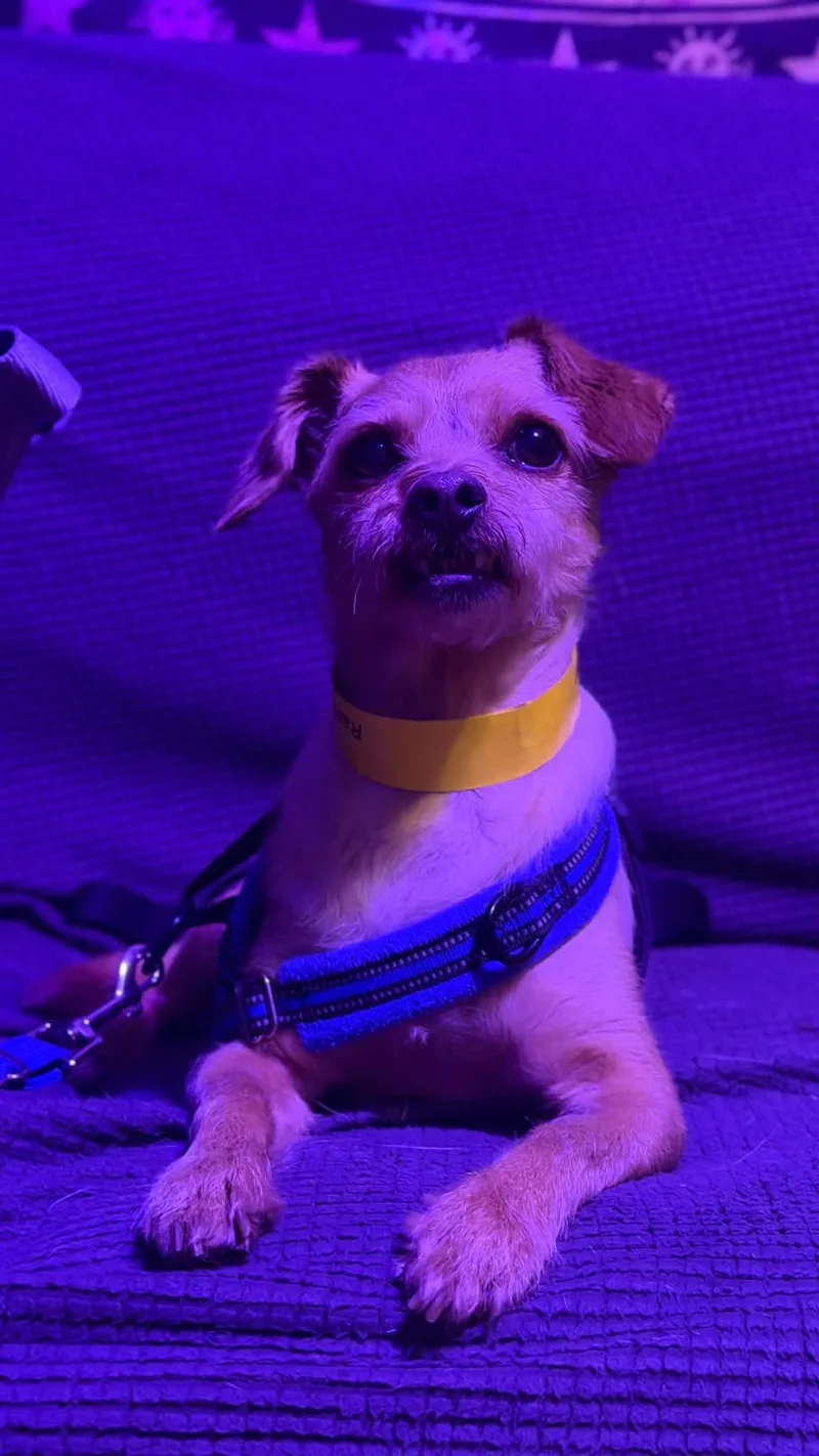 Rascal thumbnail 2