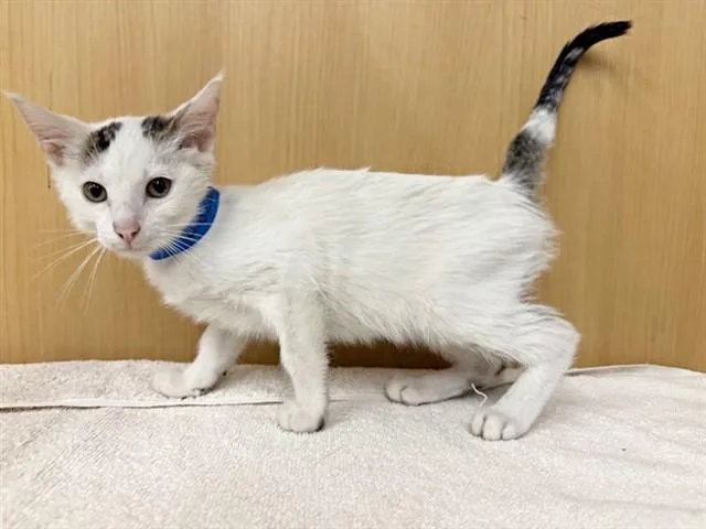 A baby small-sized male Domestic Short Hair cat named Coconut for adoption in Saint Louis, MO