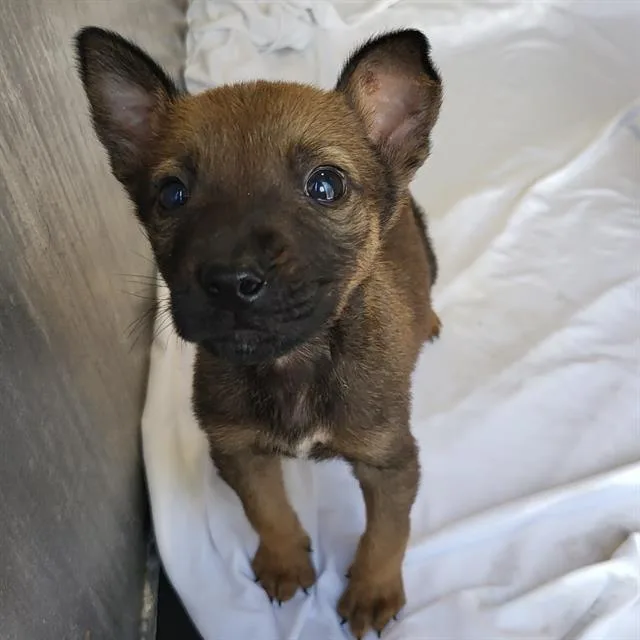 A baby small-sized male Terrier dog named Raymon for adoption in San Antonio, TX