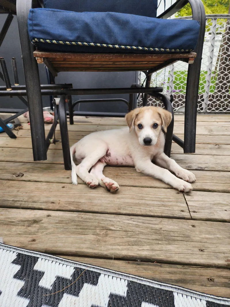 A baby medium-sized male Great Pyrenees dog named Yedi for adoption in Marine City, MI