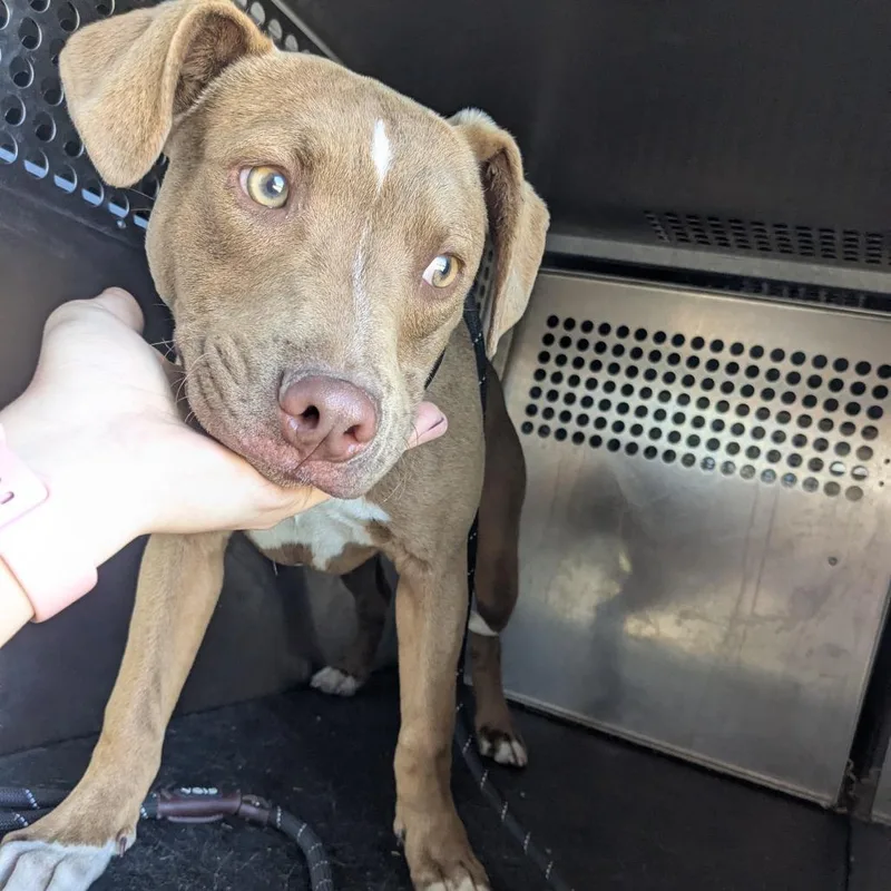 A baby medium-sized male Brown / Chocolate Pit Bull Terrier dog named Cedric for adoption in Birmingham, AL
