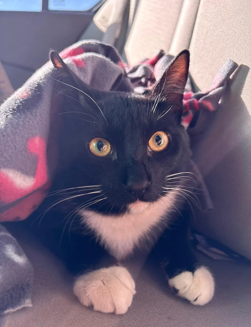 A young medium-sized male Tuxedo cat named Salem for adoption in Monrovia , CA