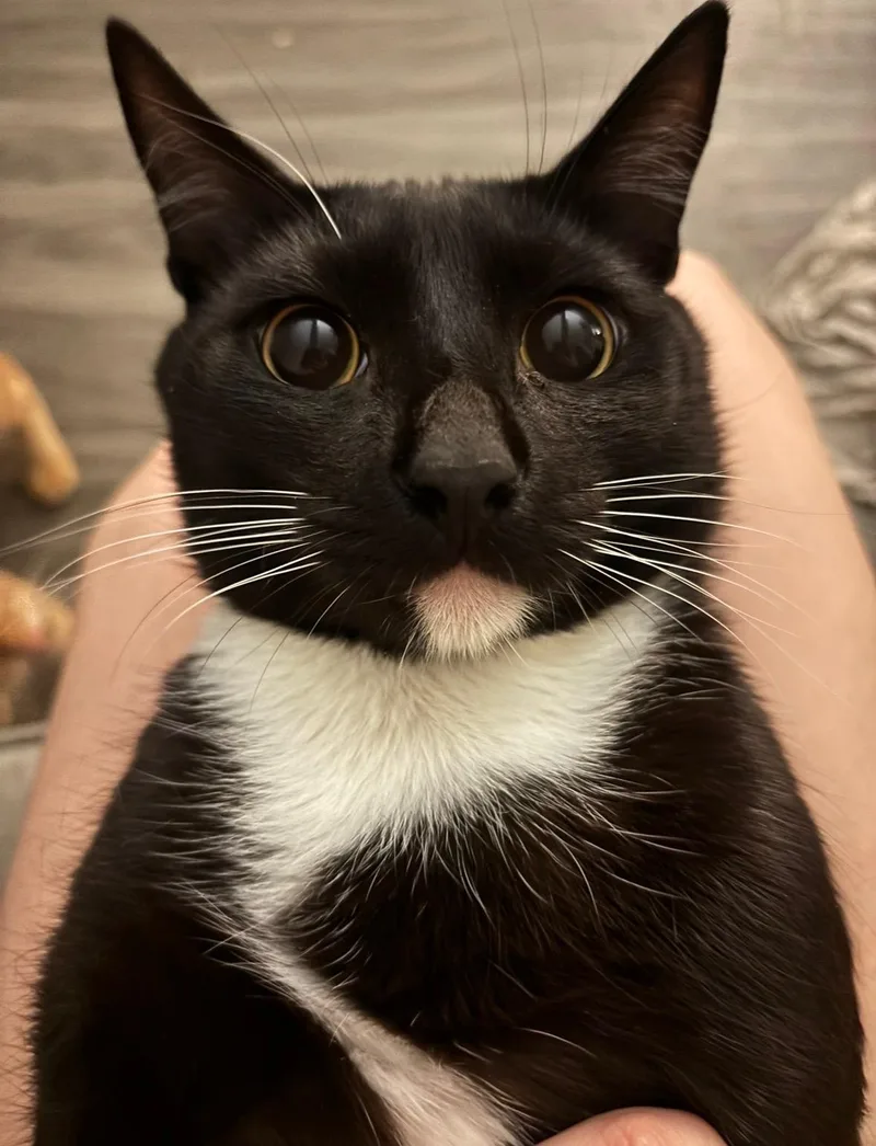 Salem thumbnail 3