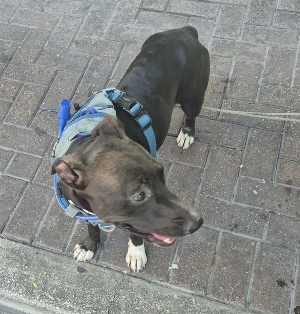 A young medium-sized female American Staffordshire Terrier dog named Linda for adoption in San Antonio, TX