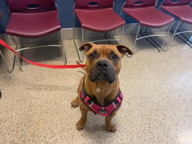 An adult large-sized male American Bulldog dog named Apollo for adoption in Miami, FL