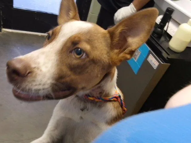 A baby small-sized male Australian Cattle Dog / Blue Heeler dog named Sunny for adoption in Tulsa, OK