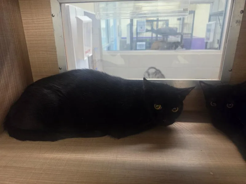 A young large-sized female Domestic Short Hair cat named Miya for adoption in Bossier City, LA
