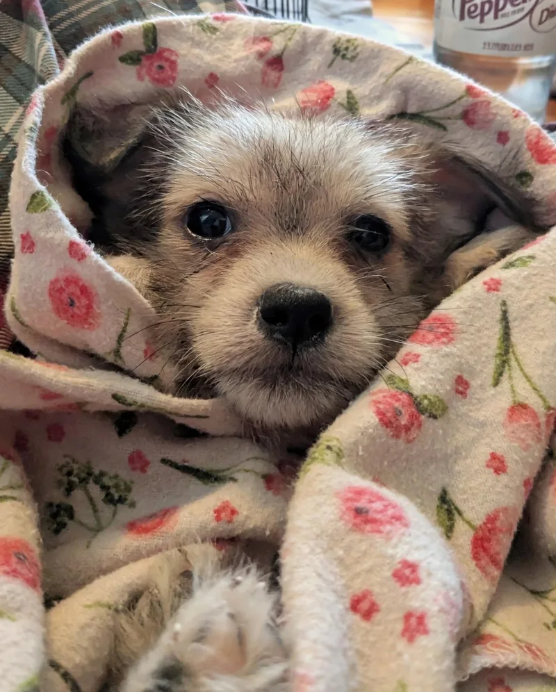 A baby small-sized female Chihuahua dog named Judy Hopps for adoption in Richmond, KY