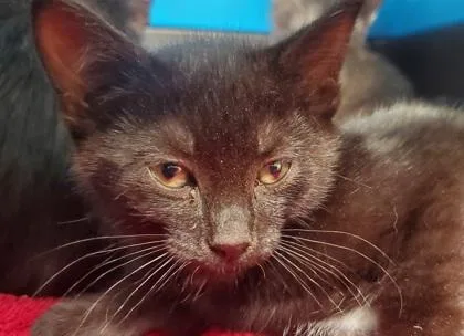 A young large-sized female Domestic Short Hair cat named Panna Cotta for adoption in Kansas City, MO