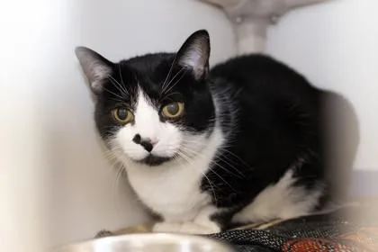 An adult medium-sized female Domestic Short Hair cat named Kiki for adoption in Ringoes, NJ