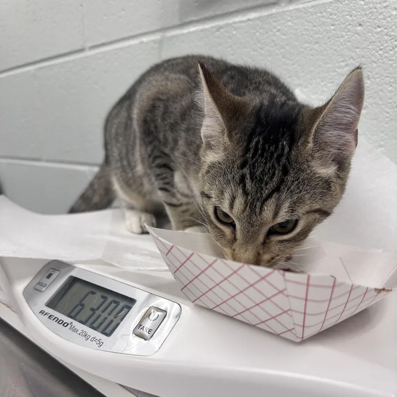 A young medium-sized male Brown / Chocolate Domestic Short Hair cat named Jax for adoption in Chattanooga, TN