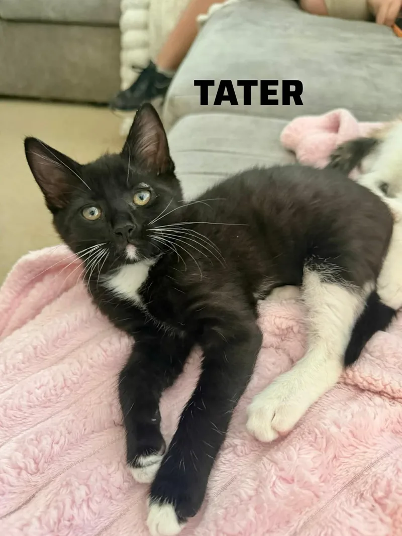 A baby medium-sized male Black & White / Tuxedo Domestic Short Hair cat named Tater for adoption in Shrewsbury, MA