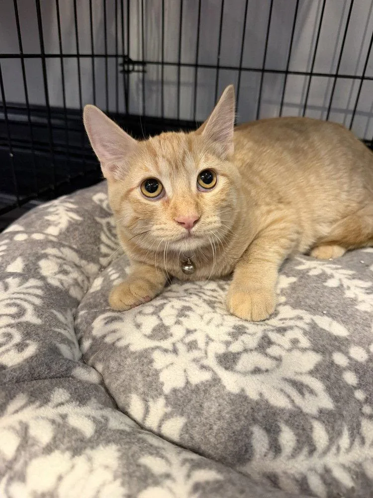 A baby small-sized female Domestic Short Hair cat named Granita for adoption in O'Fallon, MO