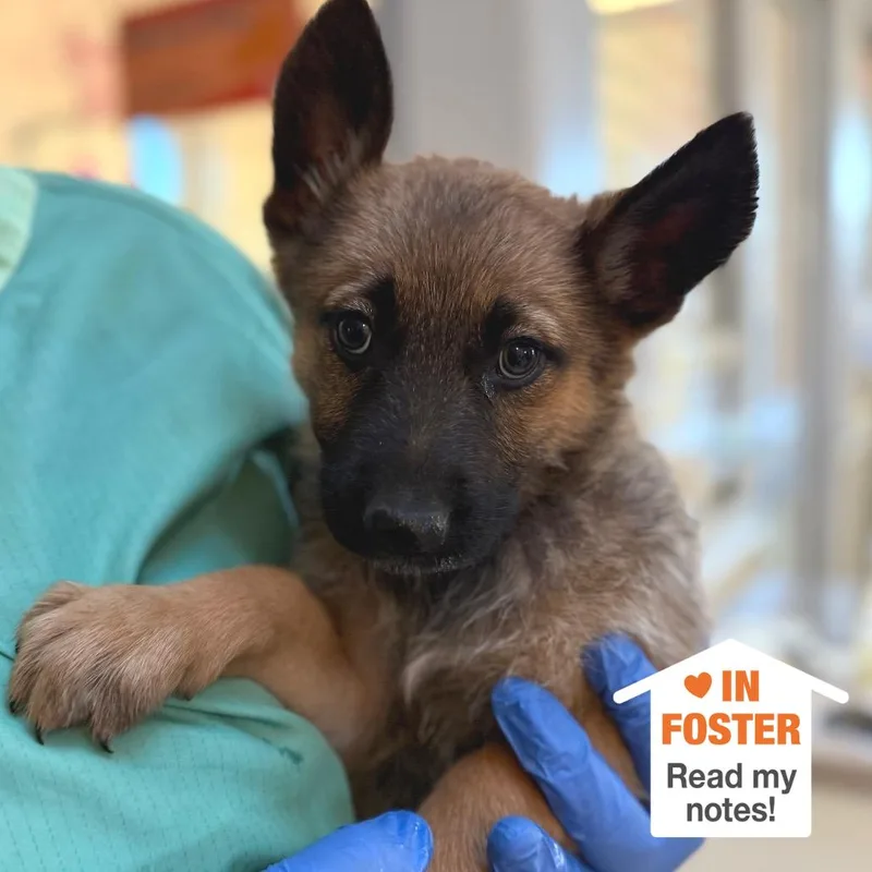 A baby medium-sized female Sable German Shepherd Dog dog named St. Lucia for adoption in Las Vegas, NV