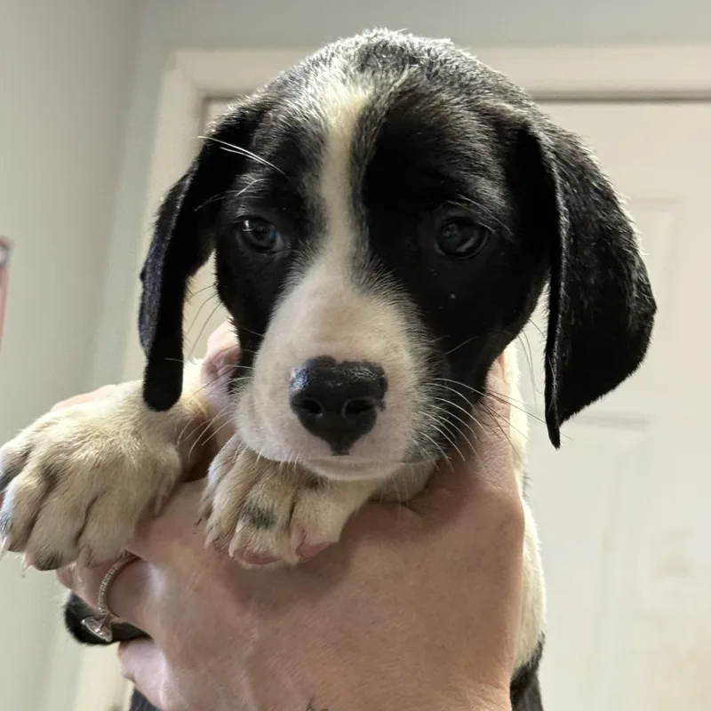 A baby medium-sized male Black Mixed Breed dog named Bavarian Cream for adoption in Columbia, SC