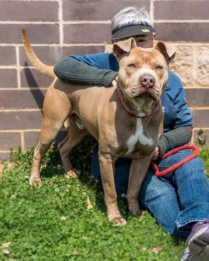 An adult large-sized male Mixed Breed dog named Cornbeef for adoption in Chamblee, GA