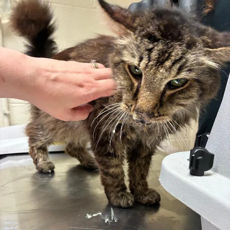 An adult medium-sized male Tabby (Brown / Chocolate) Domestic Short Hair cat named Vernon for adoption in Cincinnati, OH