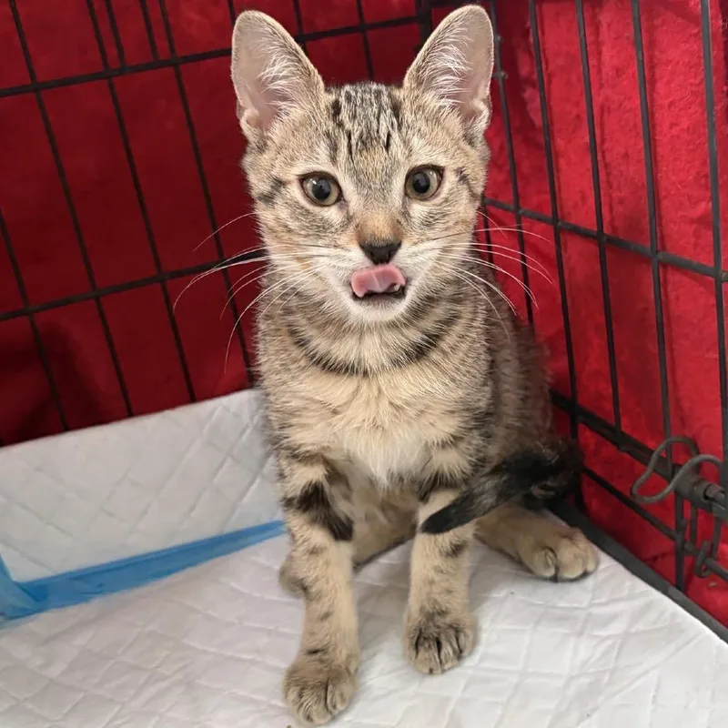 A baby small-sized female Torbie Domestic Short Hair cat named Olive for adoption in Orangevale, CA