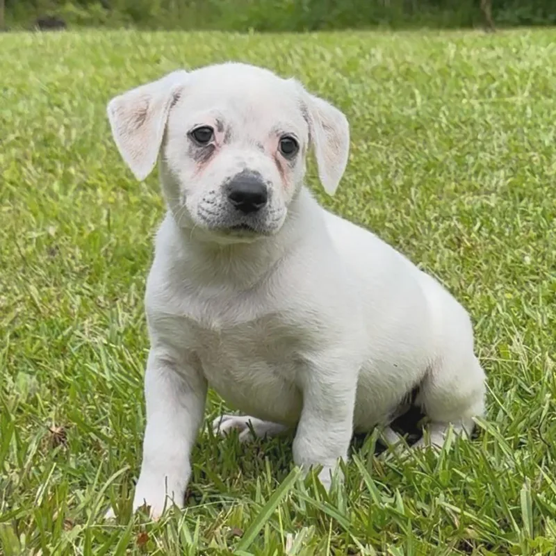 A baby small-sized male White / Cream Mixed Breed dog named Brewery Litter: Wailuku for adoption in Keaau, HI