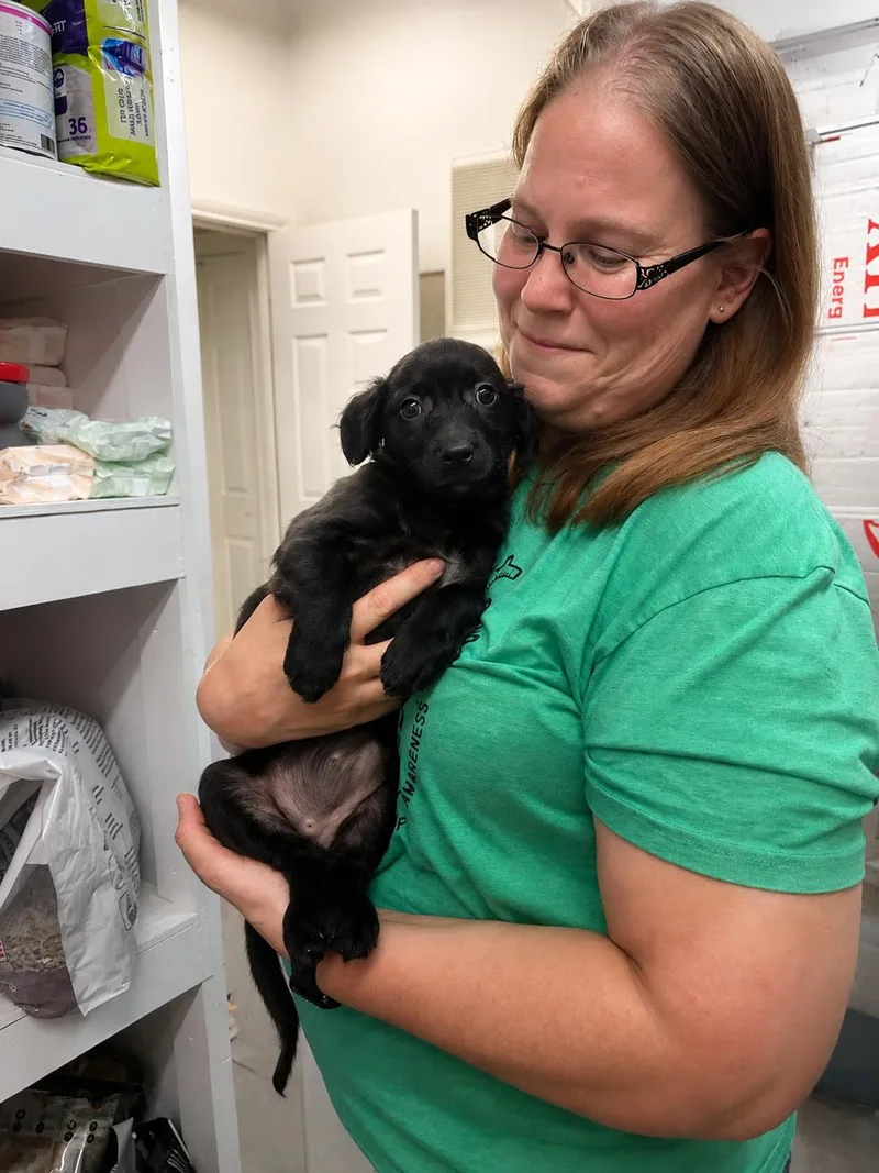 A baby small-sized female Black Terrier dog named Montana for adoption in Liverpool, TX
